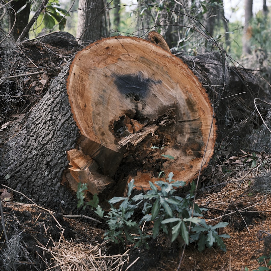 Freshly cut tree stump before removal
